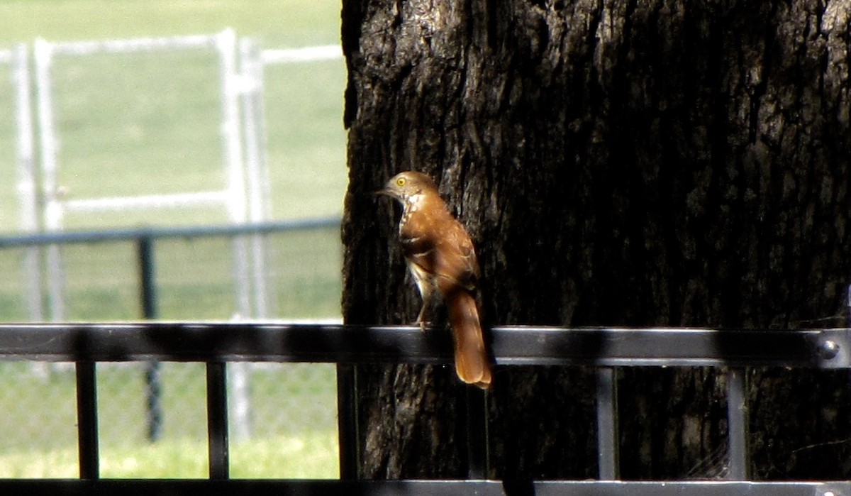 Brown Thrasher - Sheila Sawyer