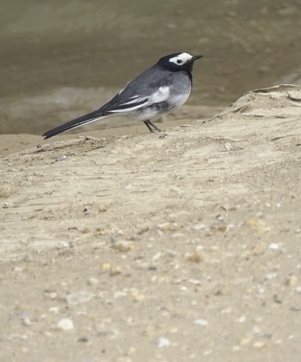 White Wagtail (Masked) - Martin Kennewell