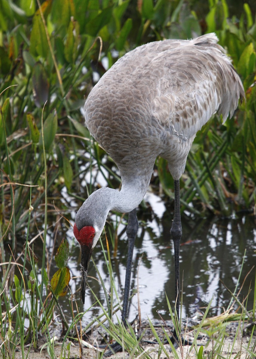 Sandhill Crane - William Clark