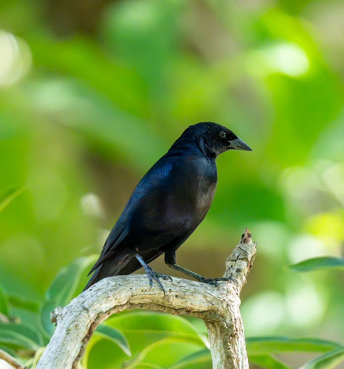 Shiny Cowbird - Marcus Müller