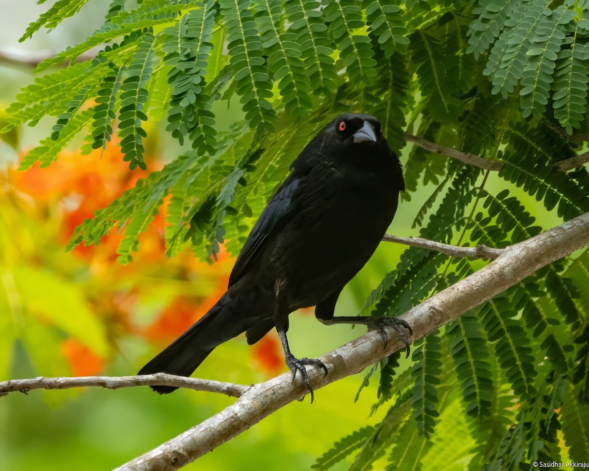 Bronzed Cowbird - Sasi Akkiraju