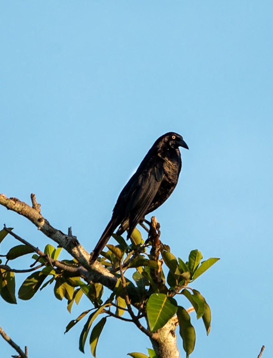 Giant Cowbird - Marcus Müller