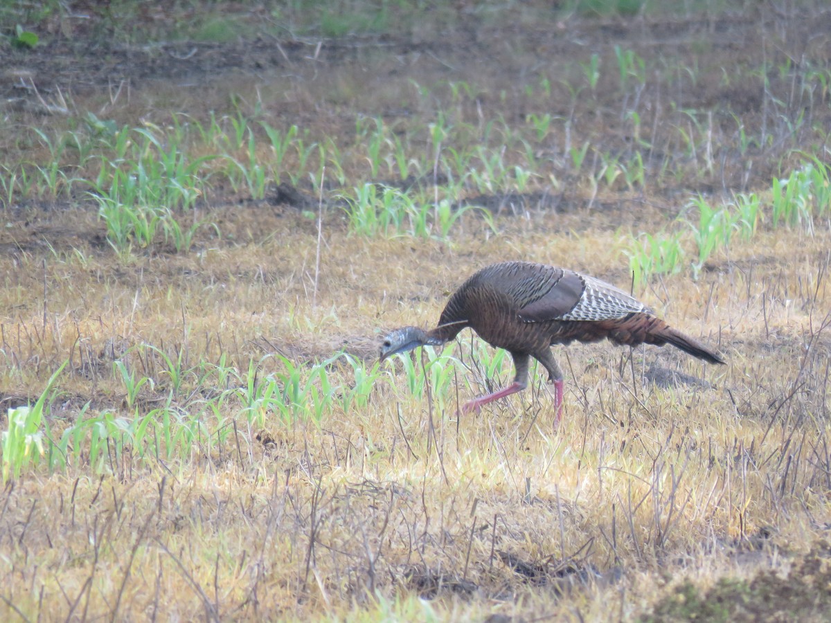 Wild Turkey - Yvonne Porter