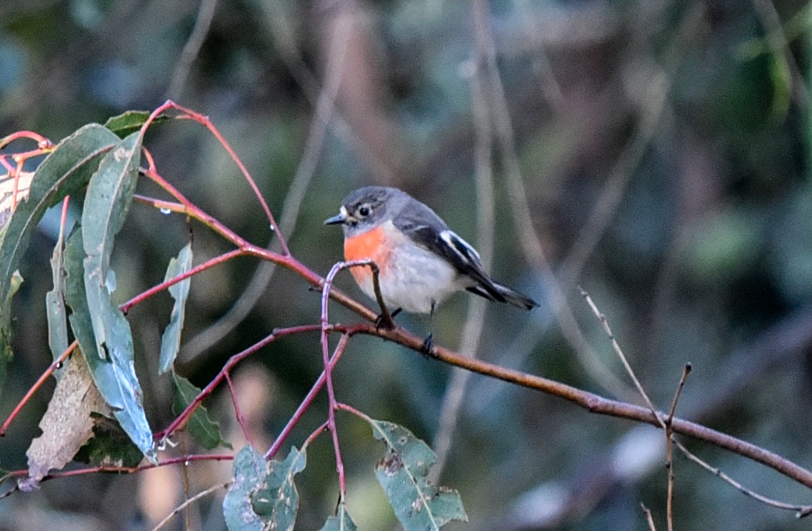 Scarlet Robin (Scarlet) - Bruce Wedderburn