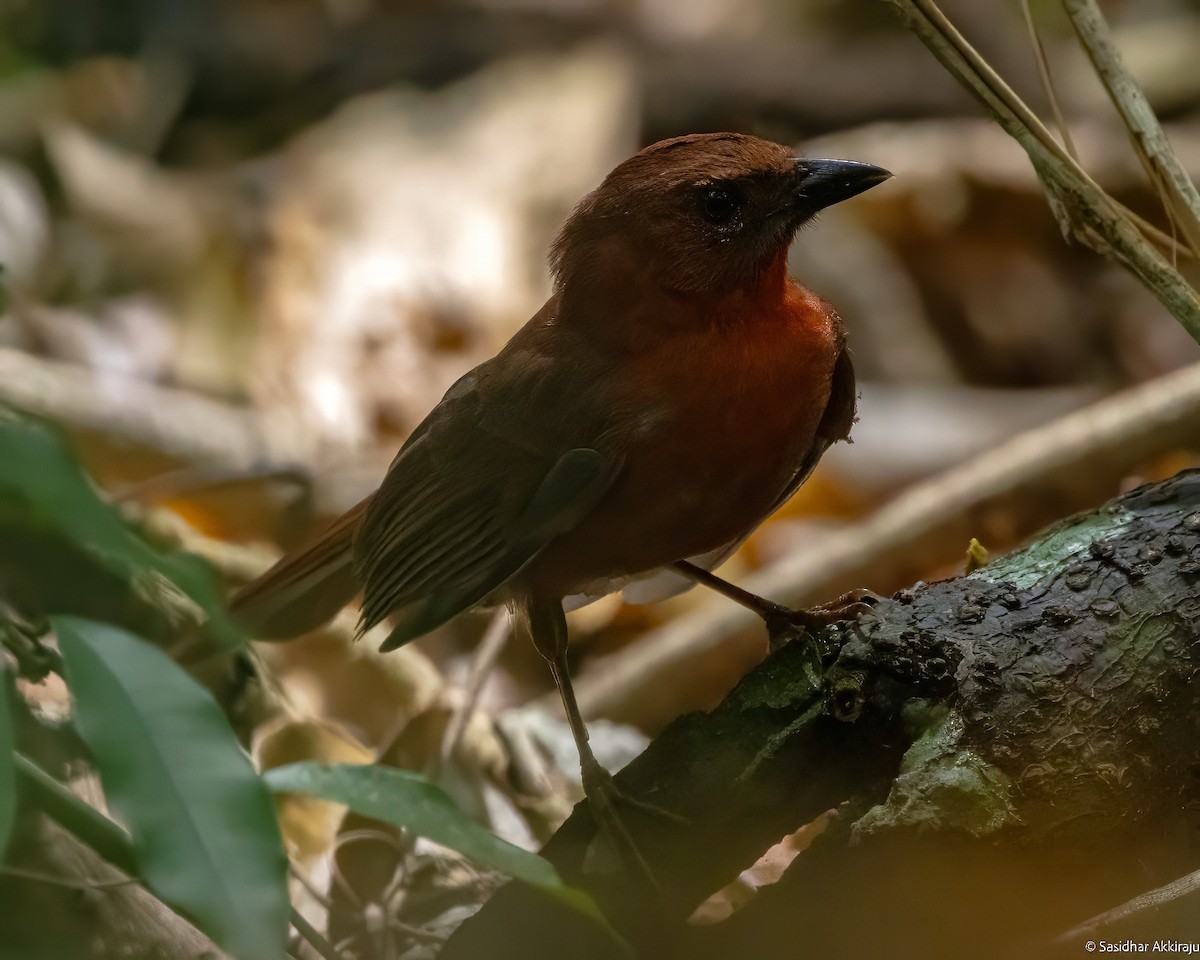 Red-throated Ant-Tanager - Sasi Akkiraju