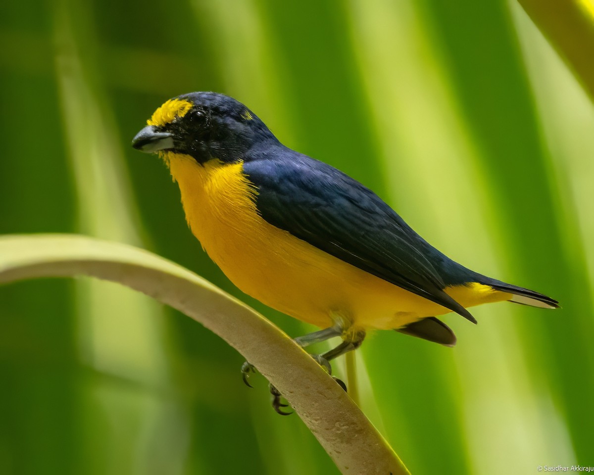 Yellow-throated Euphonia - Sasi Akkiraju