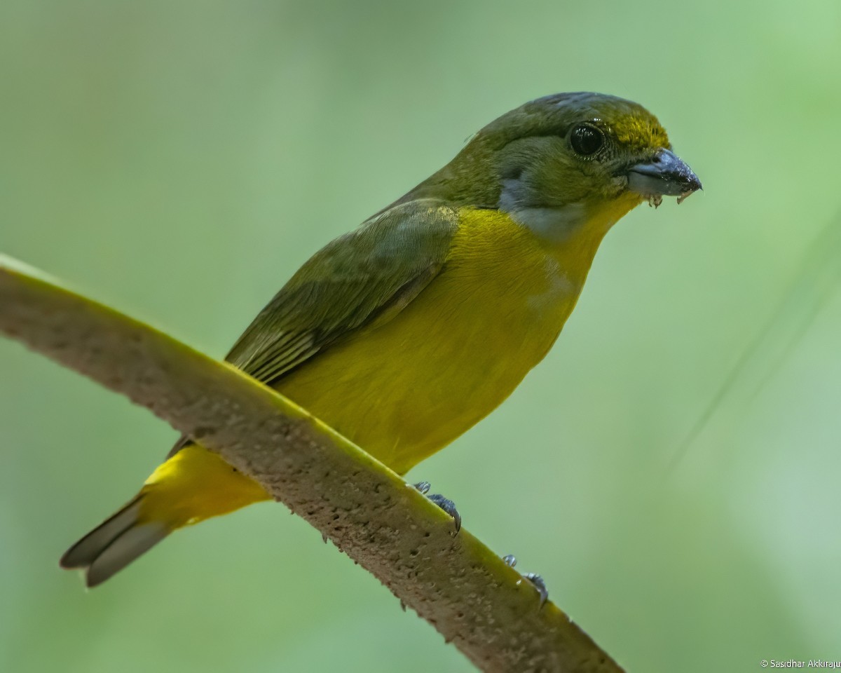 Yellow-throated Euphonia - Sasi Akkiraju