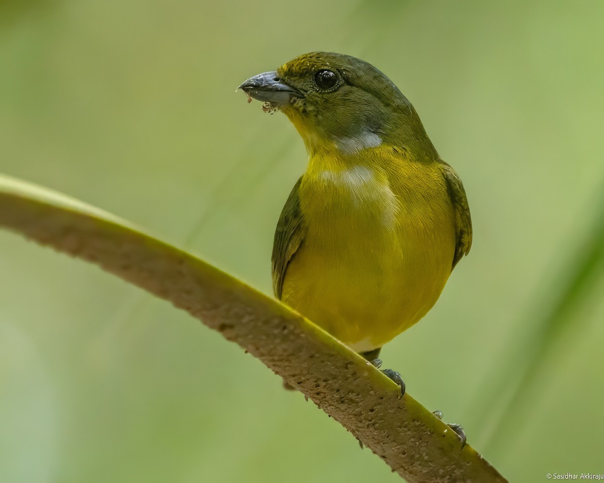 Yellow-throated Euphonia - Sasi Akkiraju