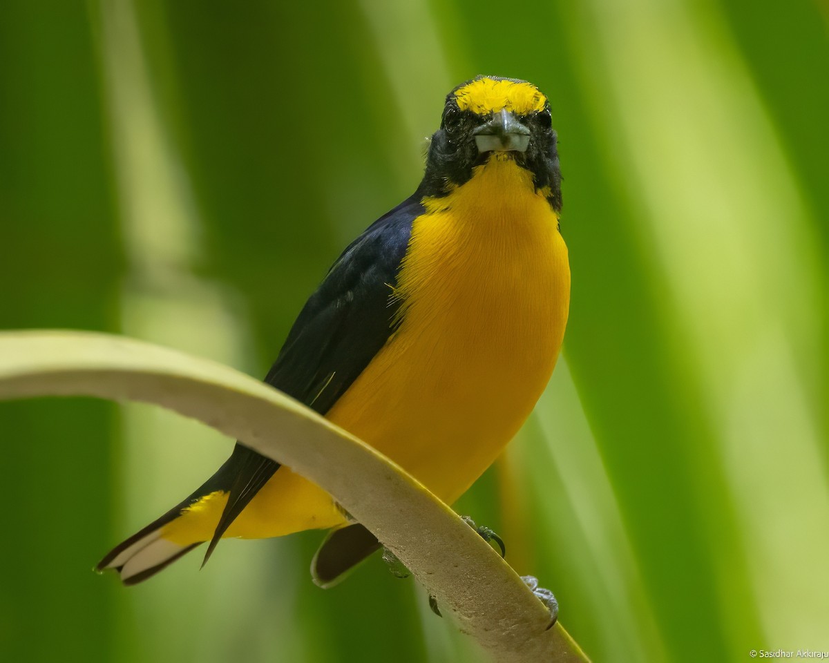 Yellow-throated Euphonia - Sasi Akkiraju