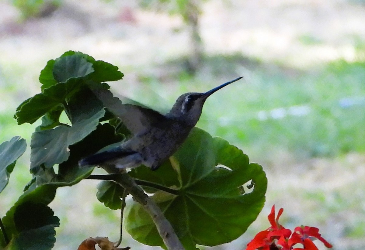 Blue-throated Mountain-gem - Guadalupe Esquivel Uribe