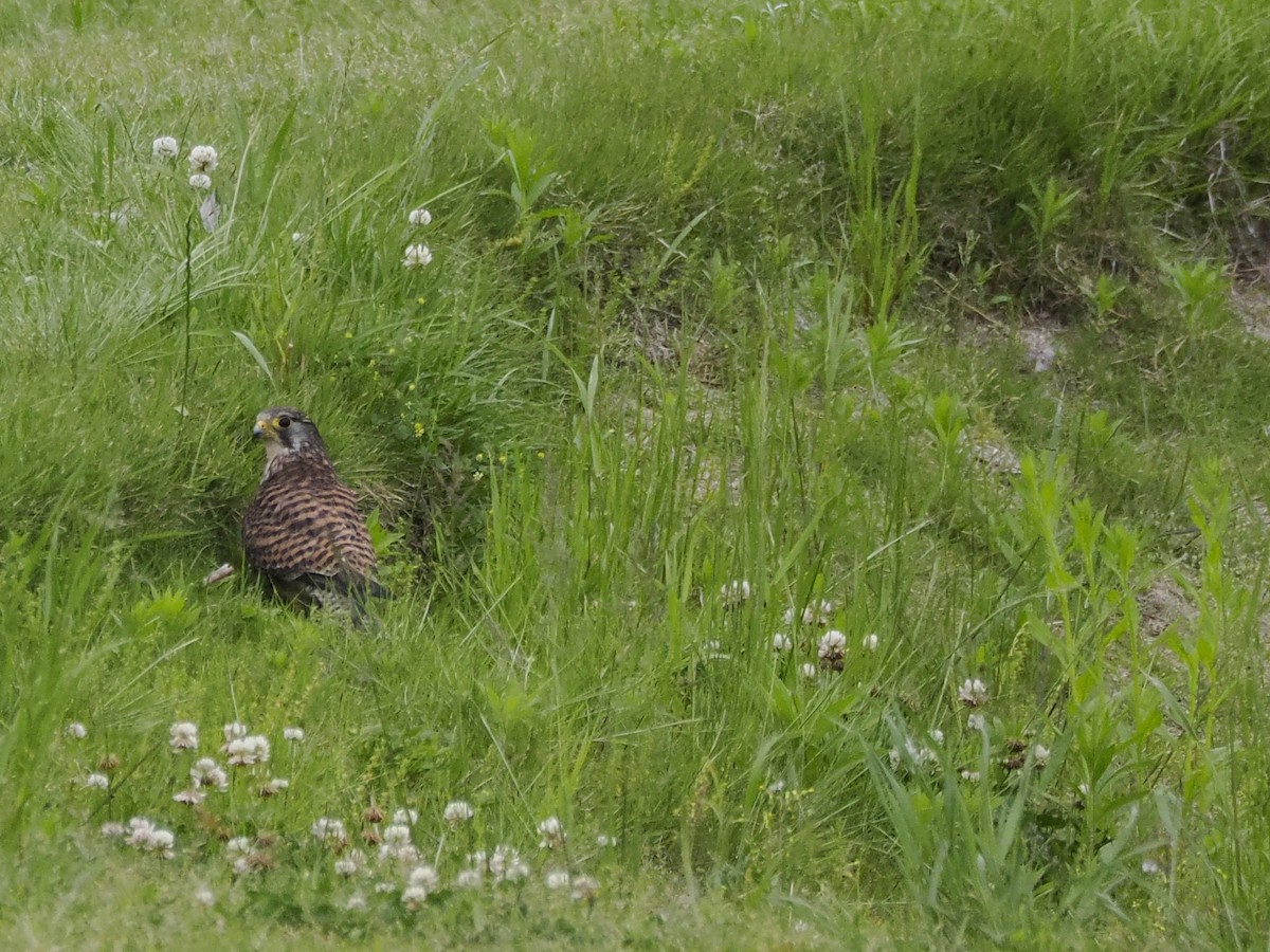 紅隼 - ML619208089