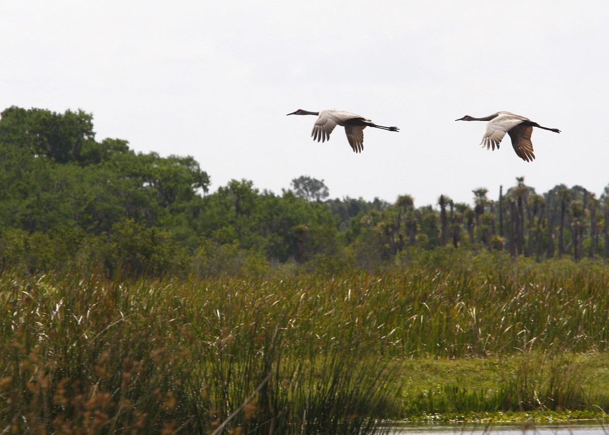 Sandhill Crane - William Clark