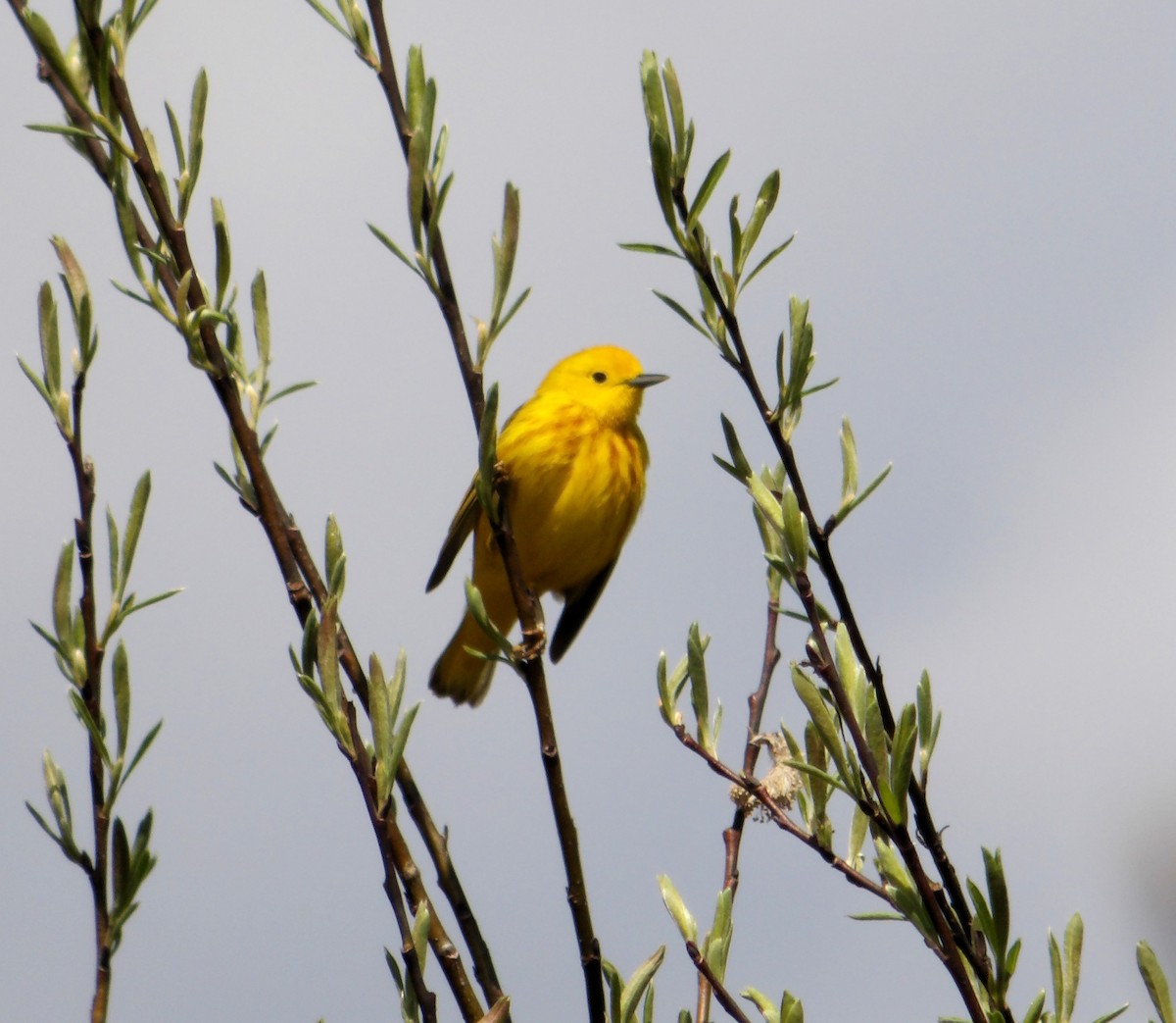 Yellow Warbler - Cindy Grimes