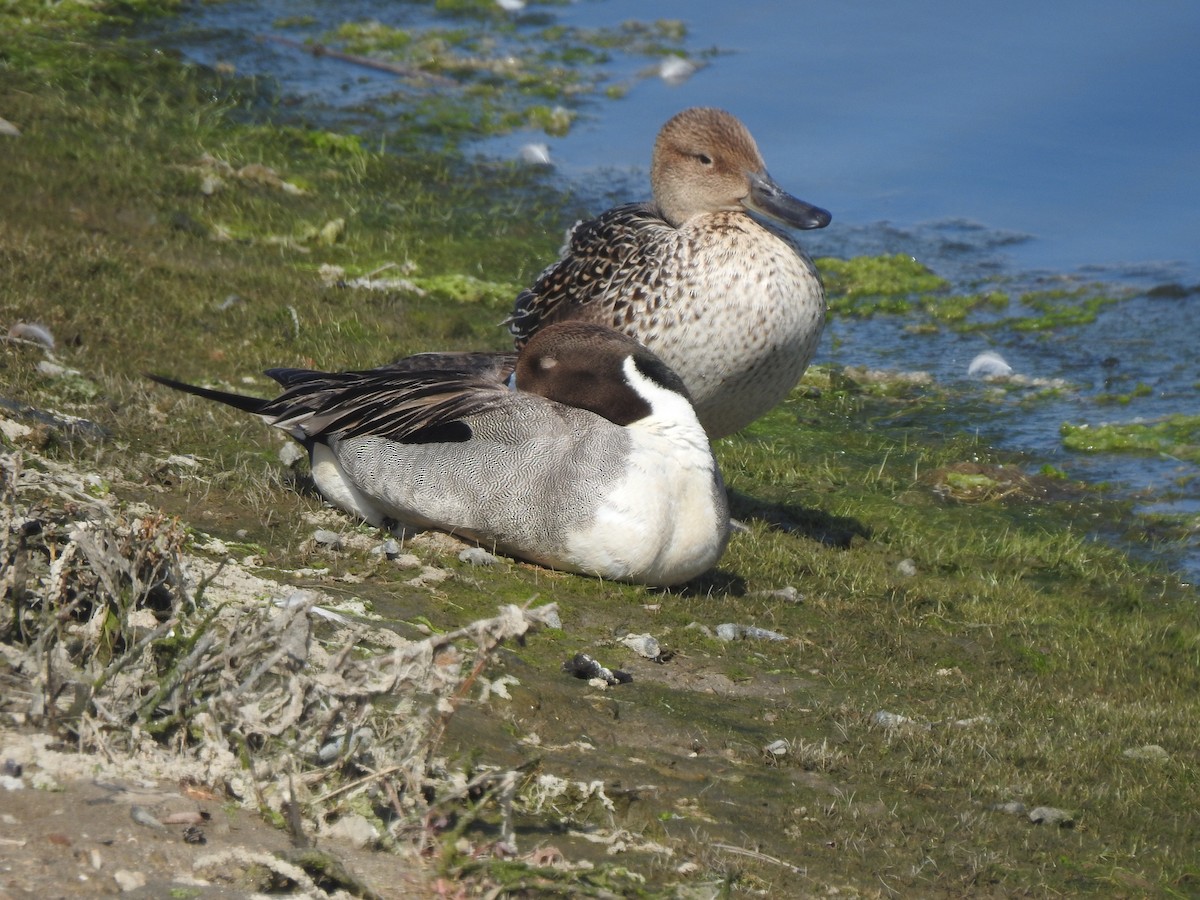 Northern Pintail - Layton Pace