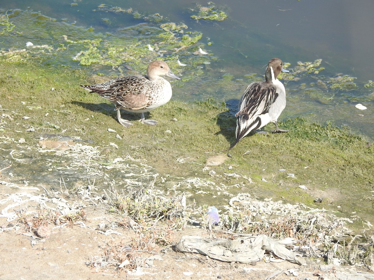 Northern Pintail - Layton Pace