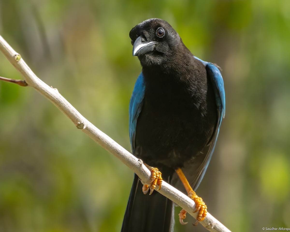 Yucatan Jay - Sasi Akkiraju