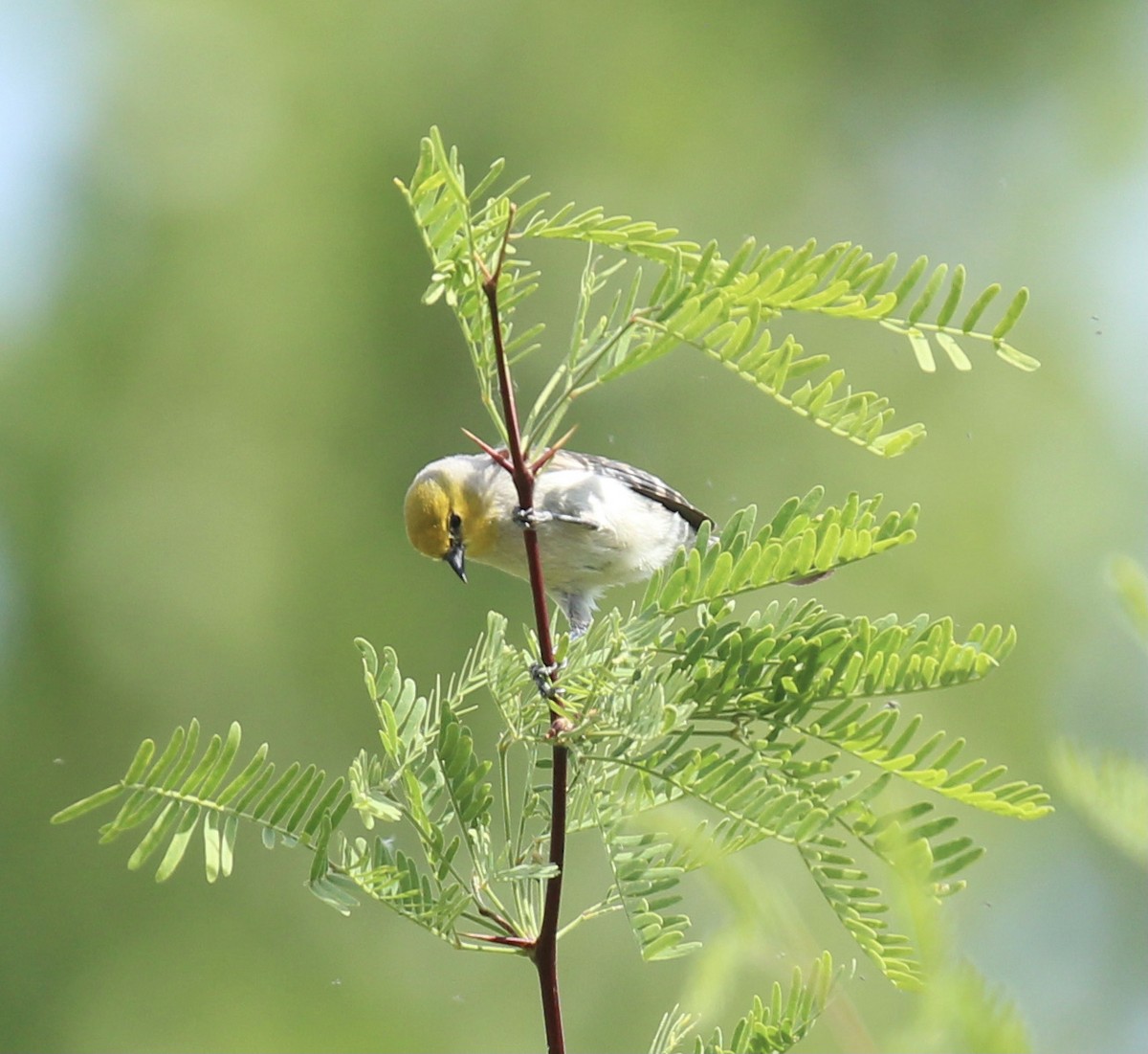 Verdin - Toni McQuivey Taylor