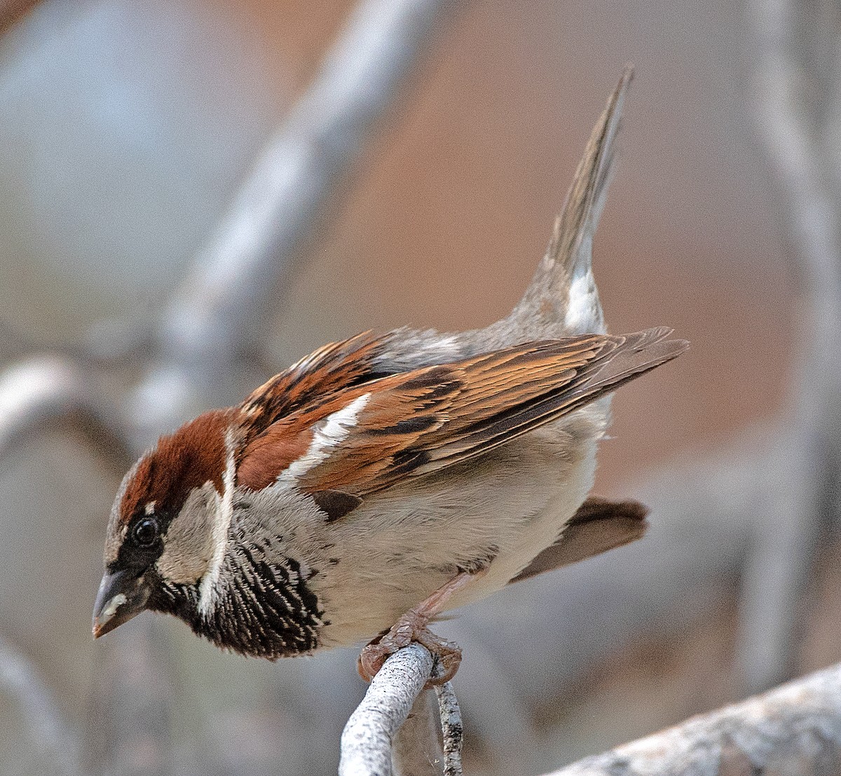 House Sparrow - Kenneth Butler