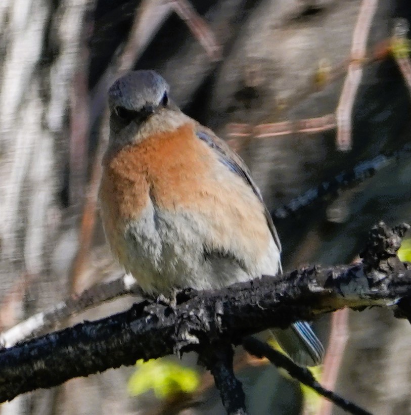 Western Bluebird - Karen Clark