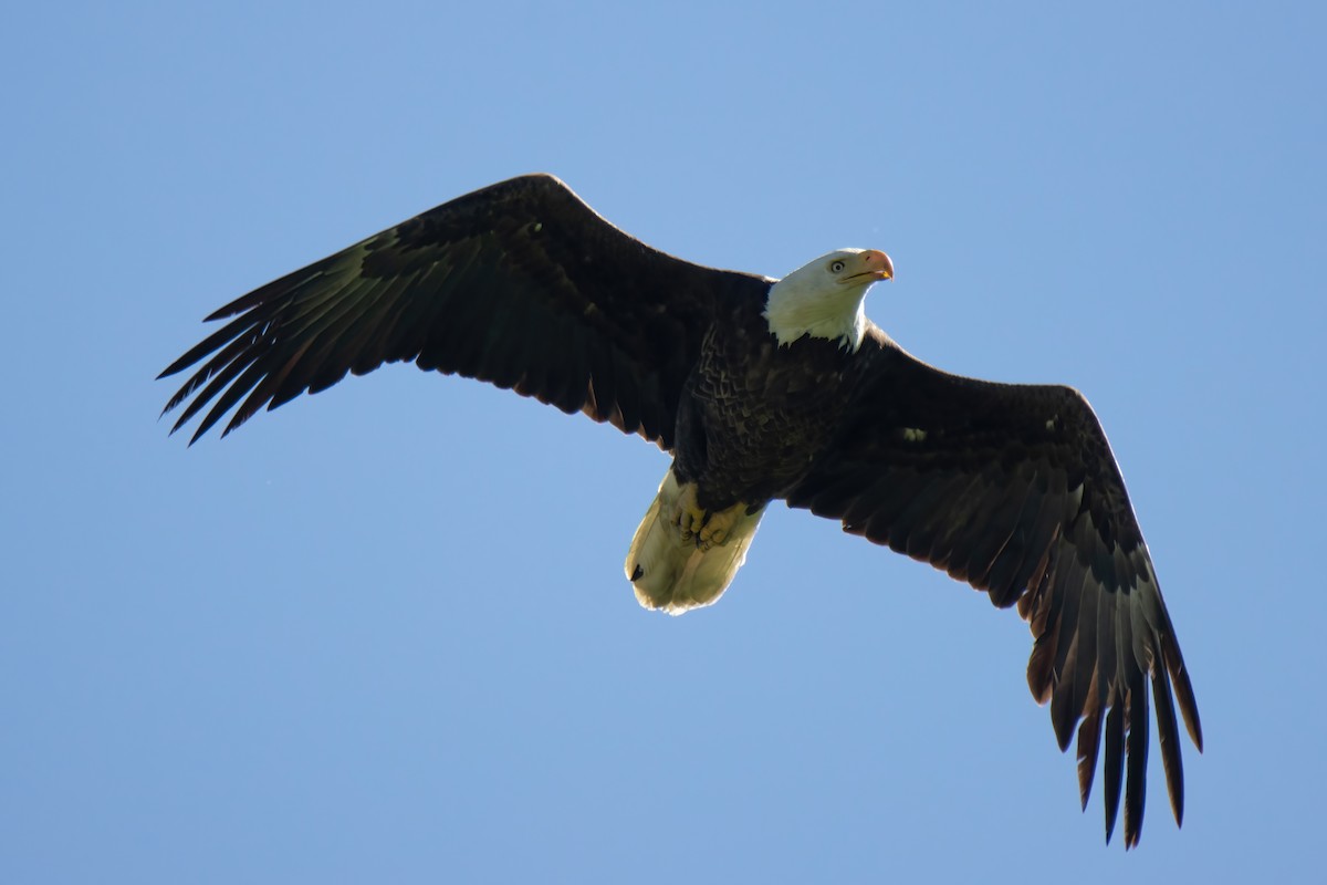 Bald Eagle - Janet Stevens