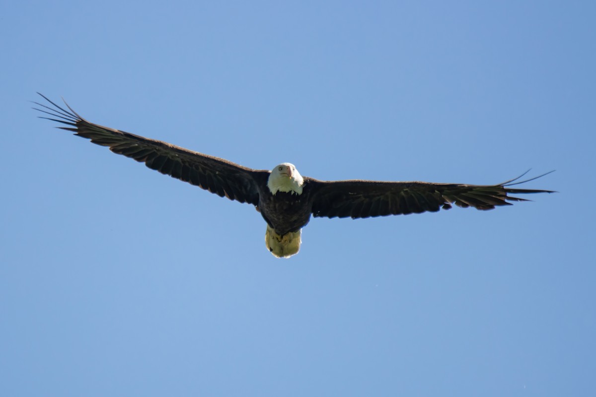 Bald Eagle - ML619208132