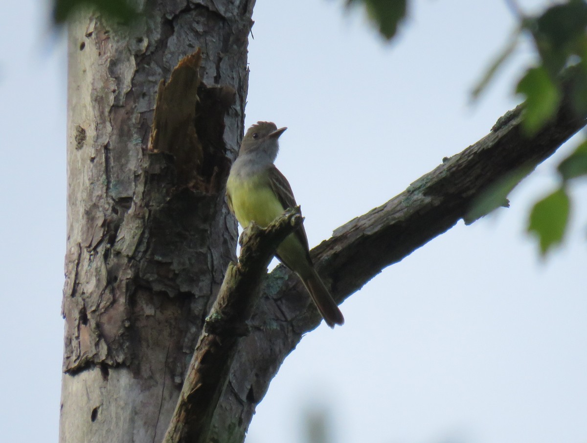 Great Crested Flycatcher - Yvonne Porter