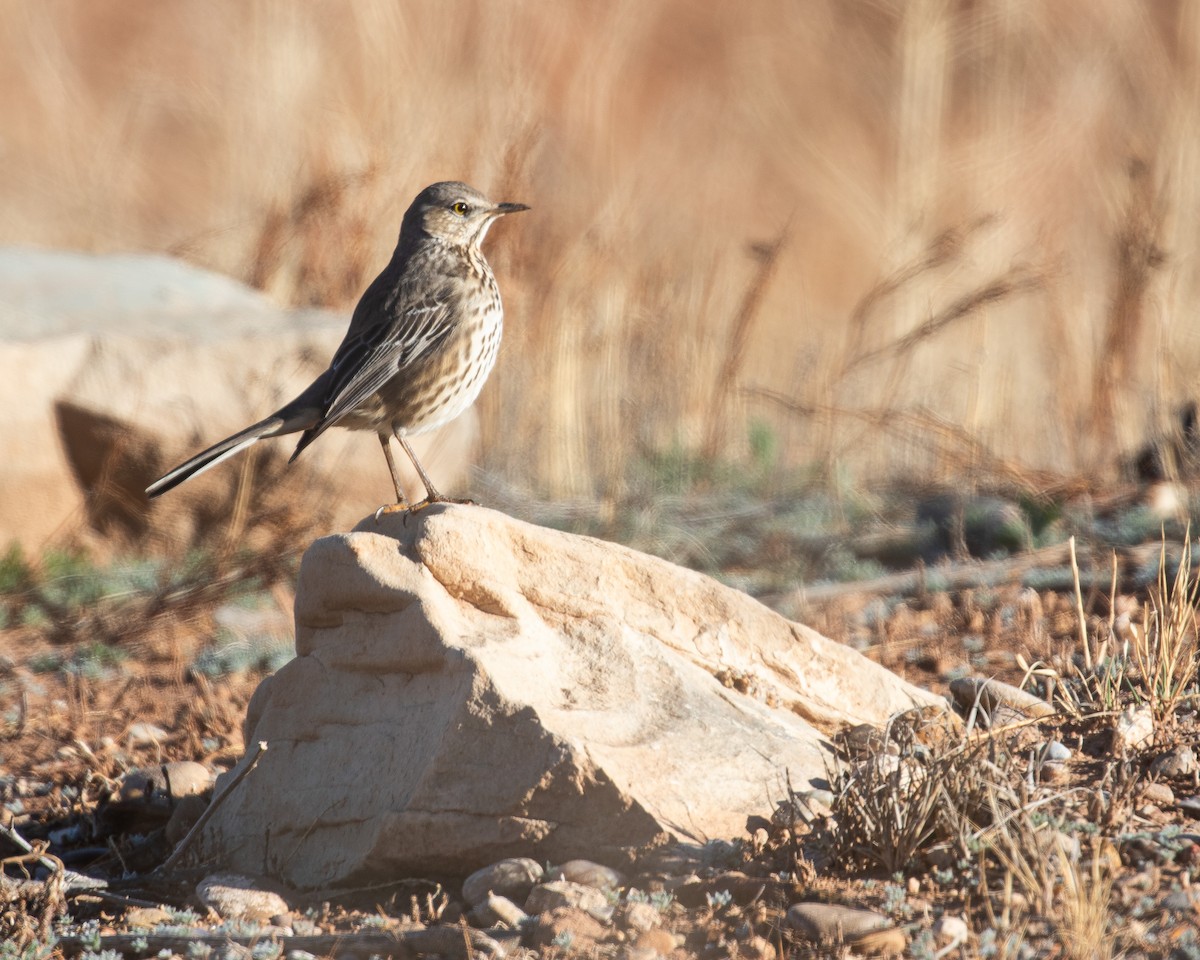 Sage Thrasher - J.B. Churchill