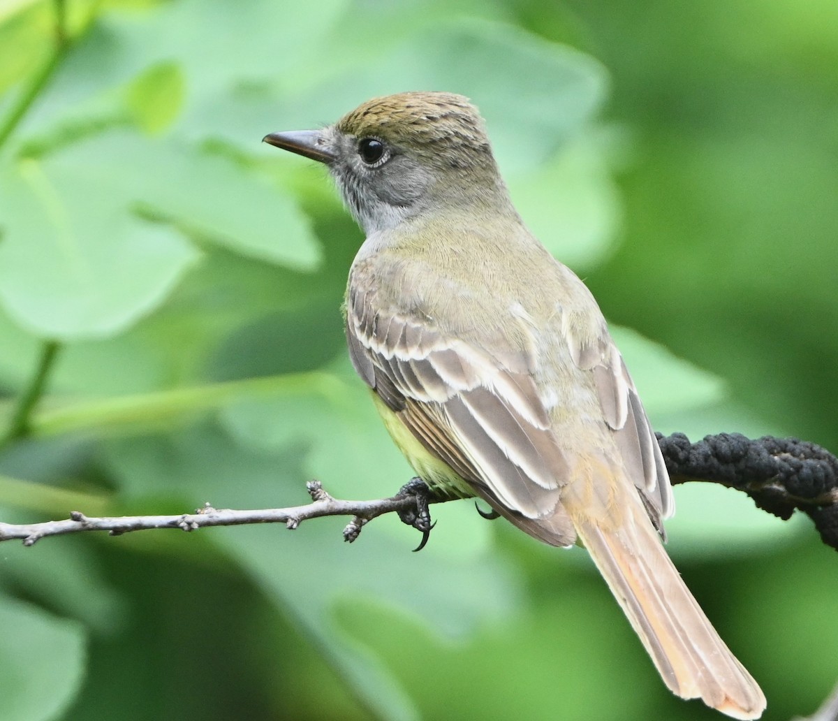 Great Crested Flycatcher - carol tuskey