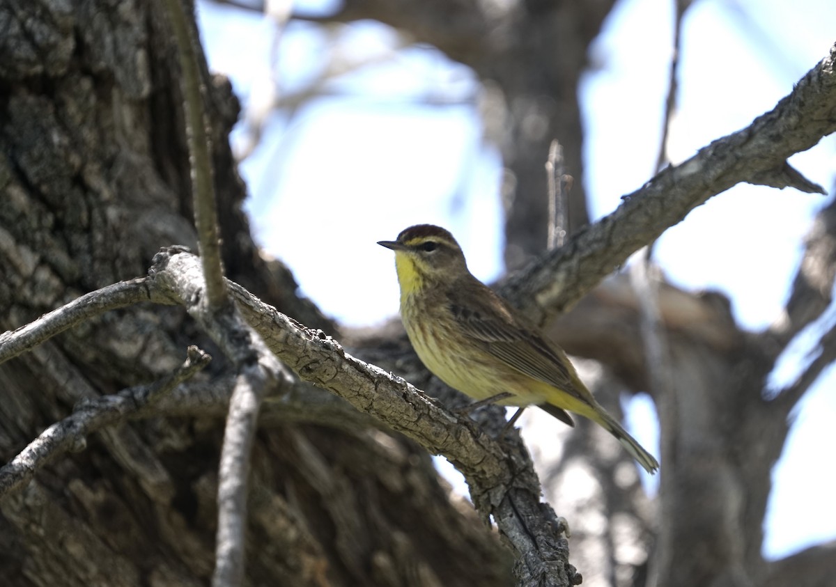 Reinita Palmera (palmarum) - ML619208198