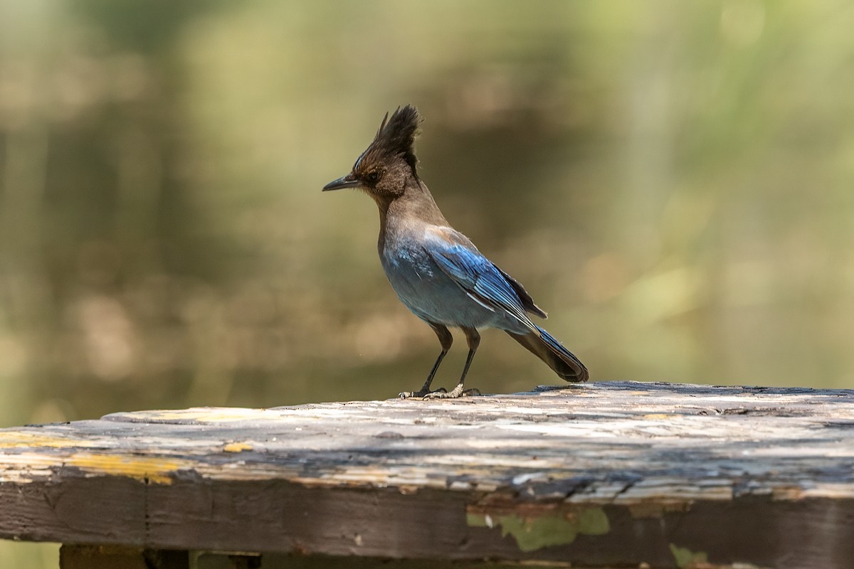 Steller's Jay - Kathryn McGiffen