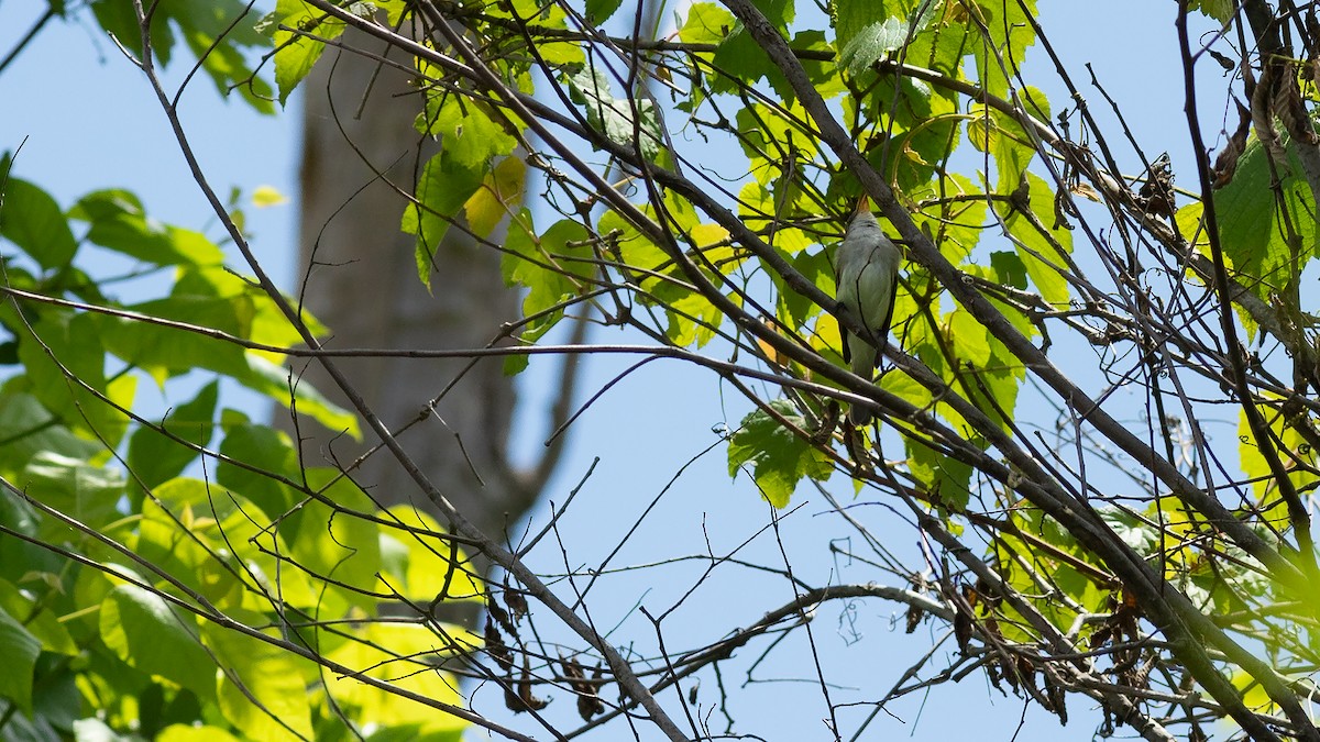 Willow Flycatcher - Todd Kiraly