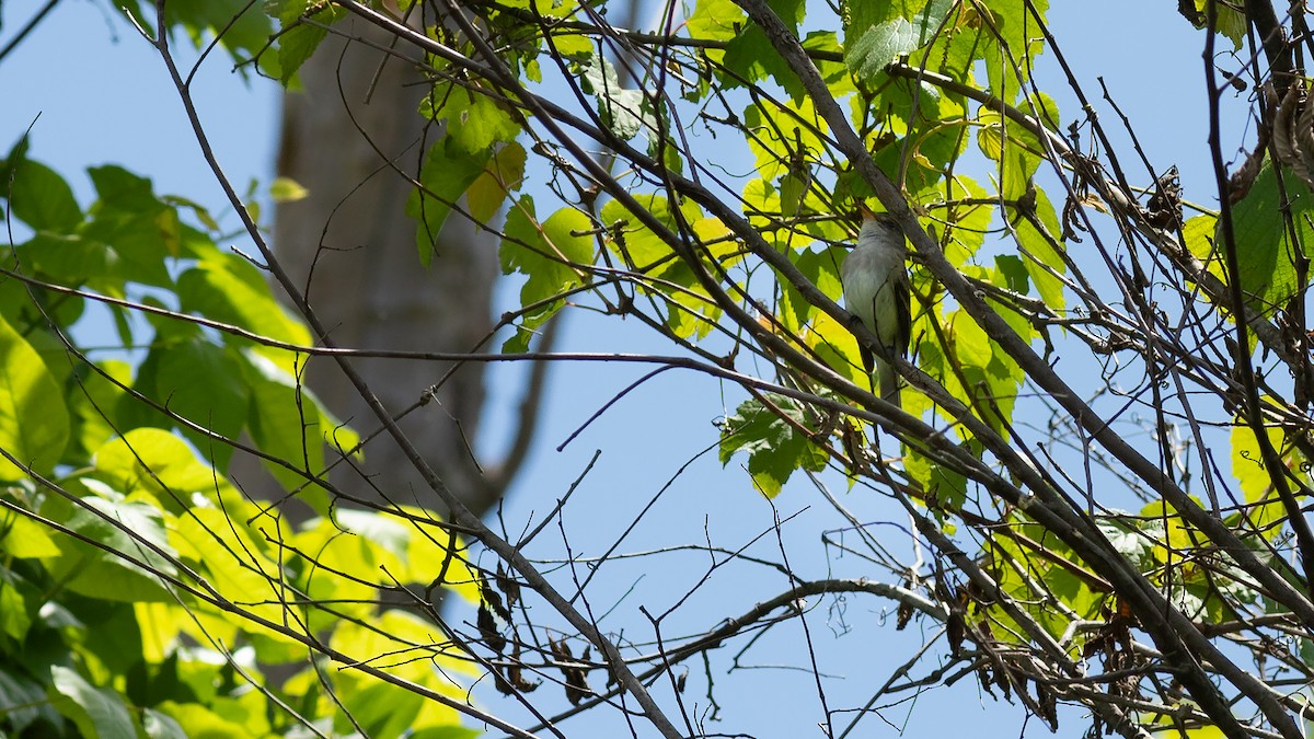 Willow Flycatcher - Todd Kiraly