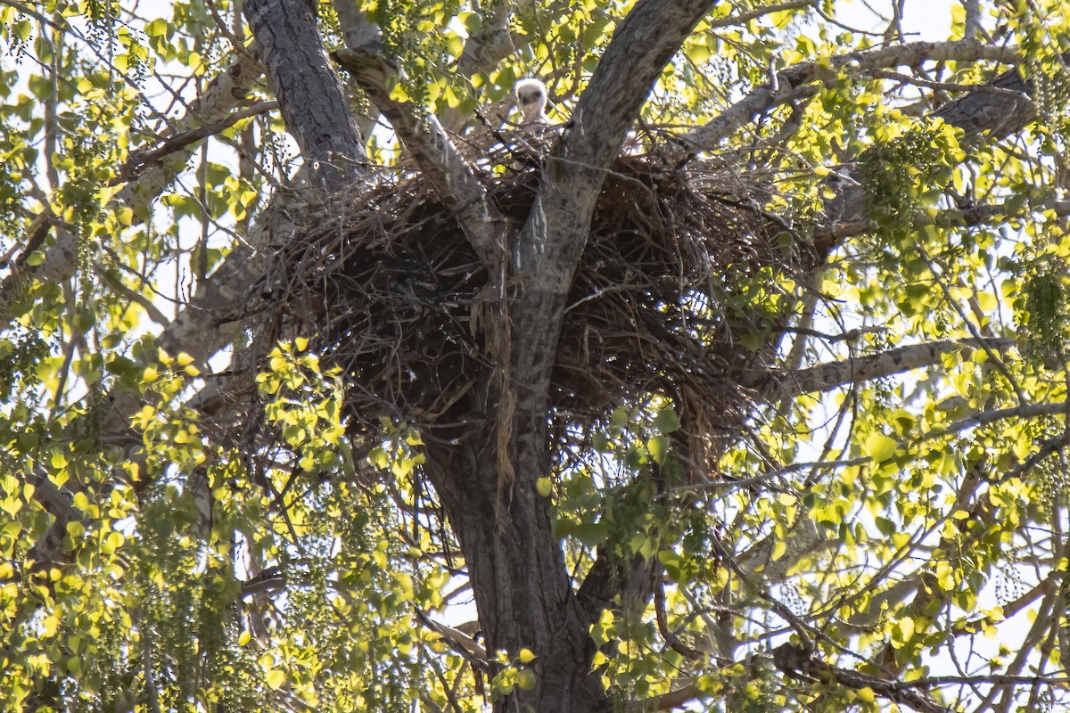 Red-tailed Hawk - ML619208212