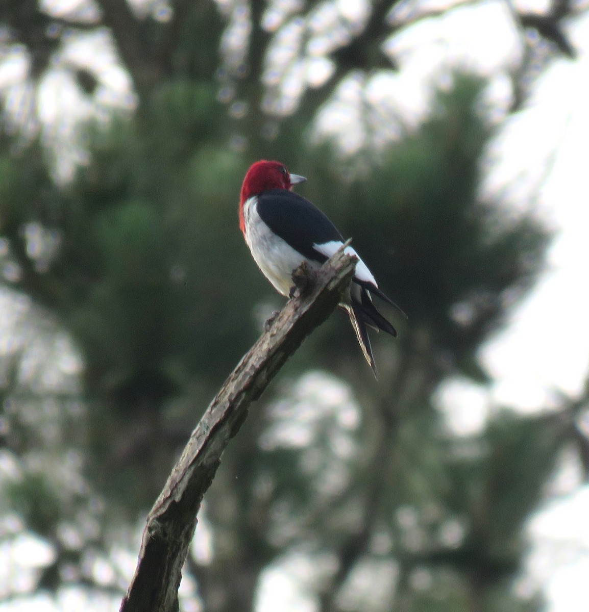 Red-headed Woodpecker - Yvonne Porter
