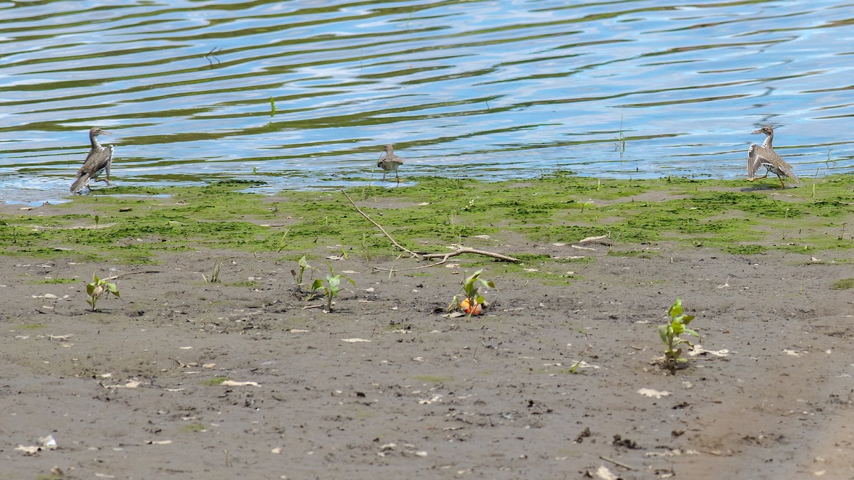 Spotted Sandpiper - Todd Kiraly