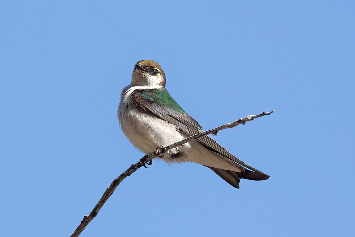 Violet-green Swallow - Kathryn McGiffen