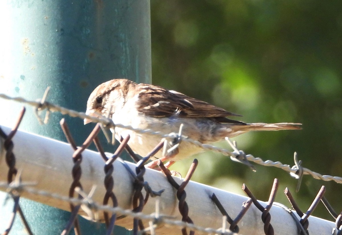 House Sparrow - Guadalupe Esquivel Uribe