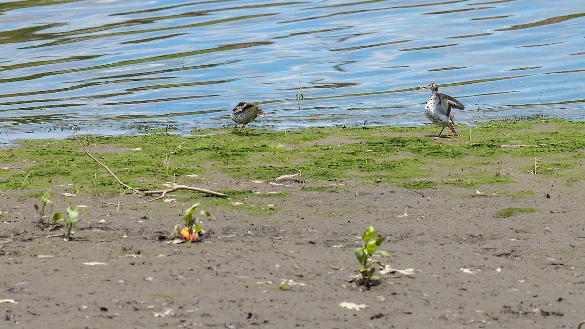 Spotted Sandpiper - Todd Kiraly