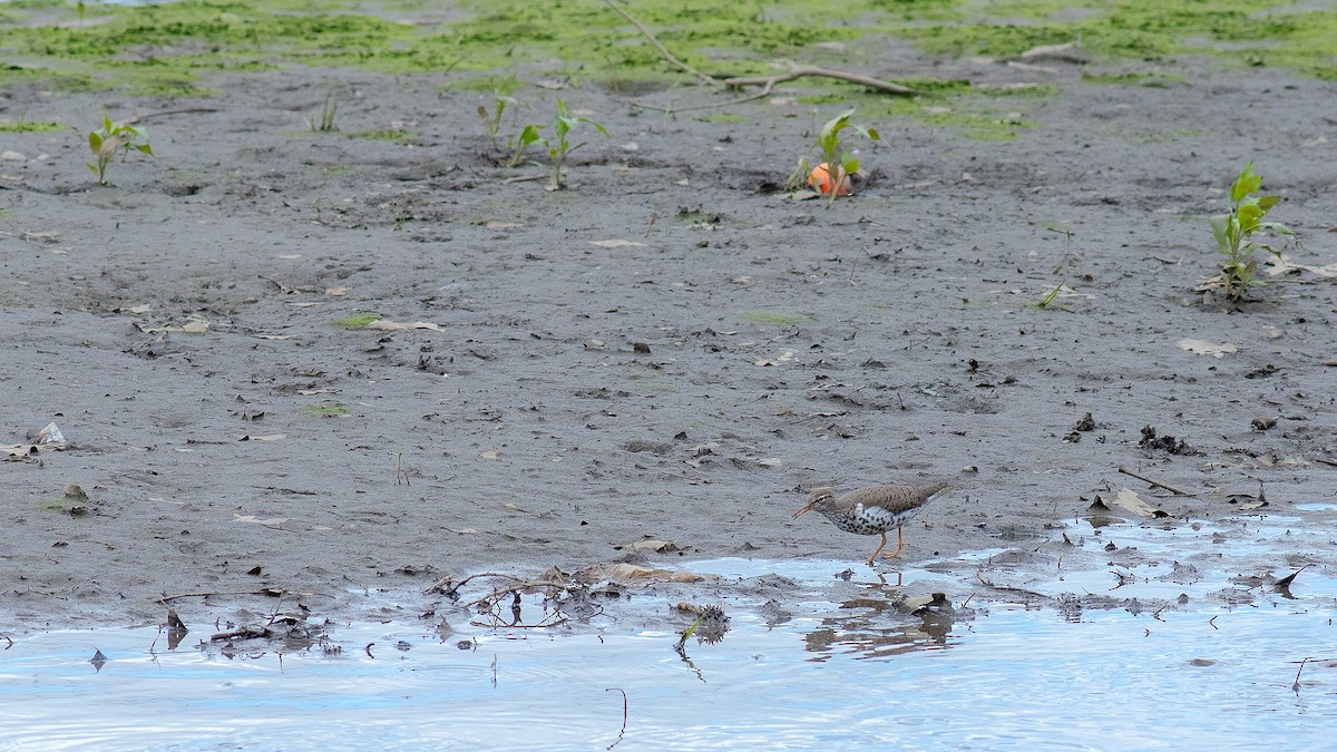 Spotted Sandpiper - Todd Kiraly