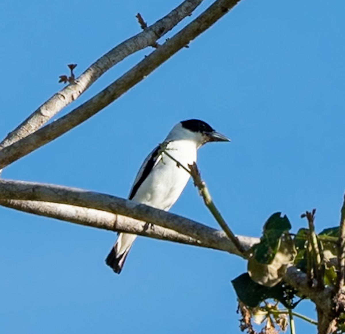 Black-crowned Tityra - Marcus Müller