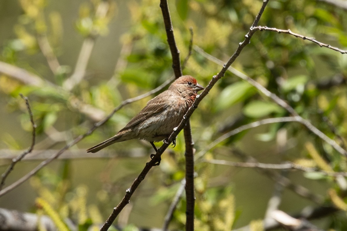 House Finch - Kathryn McGiffen