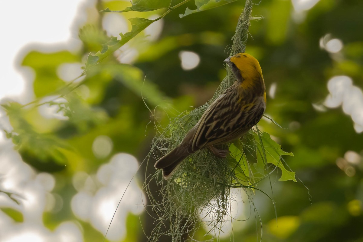 Baya Weaver - Neeraja V