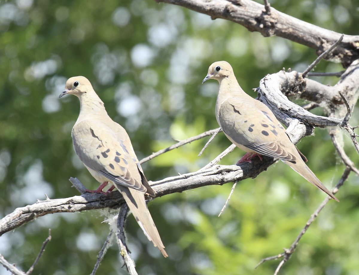 Mourning Dove - Toni McQuivey Taylor