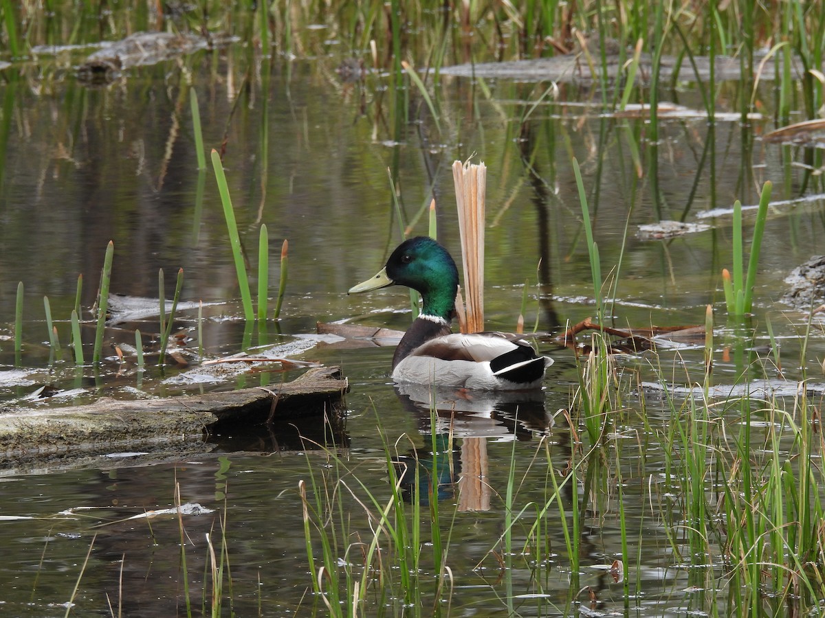 Mallard - ML619208264