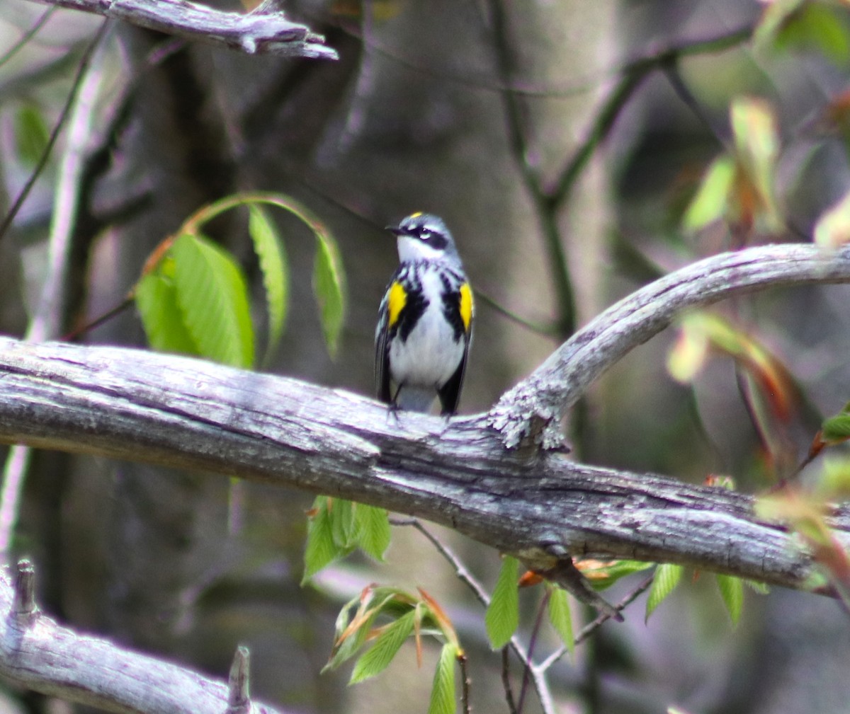 Yellow-rumped Warbler - Cindy Grimes