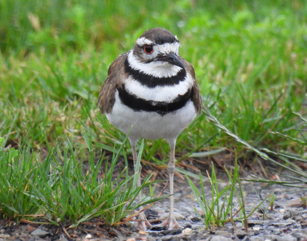 Killdeer - ML619208276