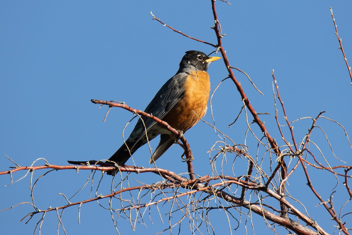 American Robin - Janet Stevens