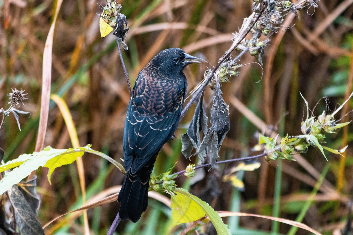 Red-winged Blackbird - Yifei Ma