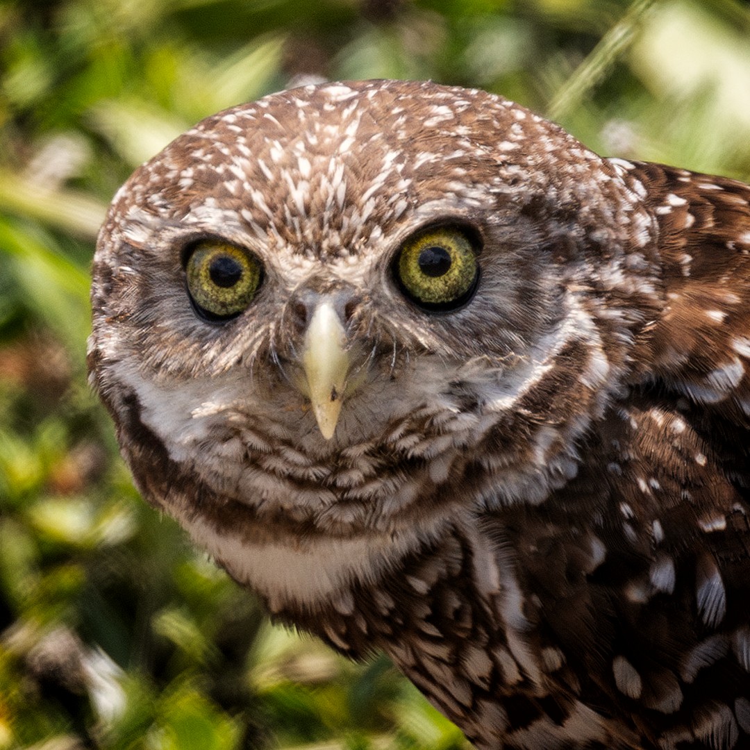 Burrowing Owl - Eric Dyck