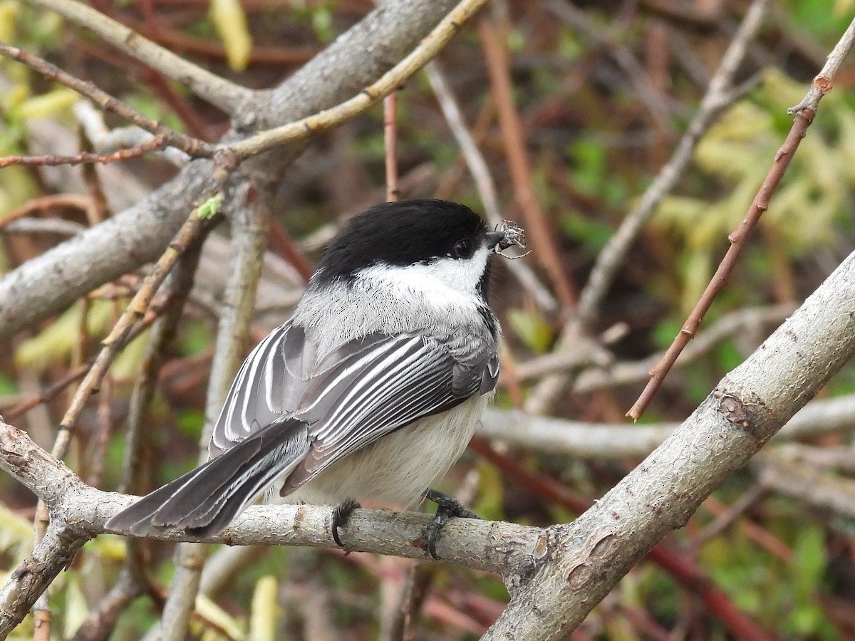 Black-capped Chickadee - ML619208286